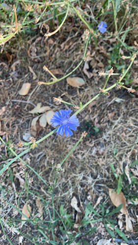 chicory