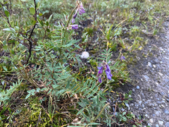 Hedysarum boreale, photograph (c) Caleb Catto, some rights reserved (CC BY)