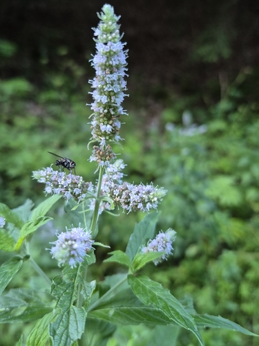 Horse Mint