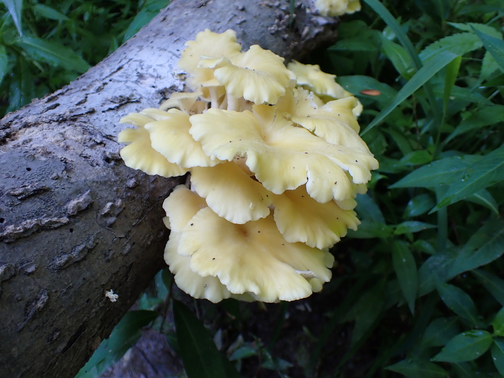 Golden Oyster Mushroom · August 2026 · photo: Photo: (c) SReeser, some rights reserved (CC BY) · iNaturalist