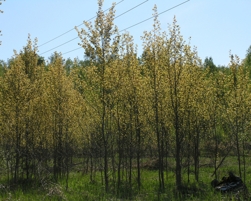 Populus tremula — photo 3