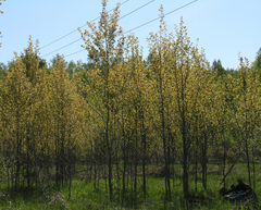 Espe (Populus tremula): Herkunft und Verwendung — Foto 2