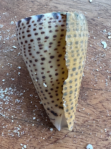 Conus leopardus observed 2026-08-19