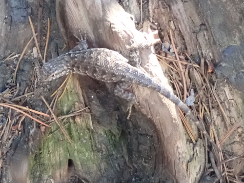 iNaturalist observation photo of Western Fence Lizard