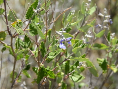 Salvia cuspidata