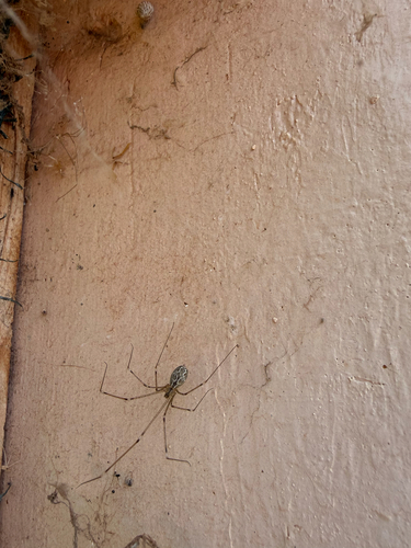 Marbled Cellar Spider