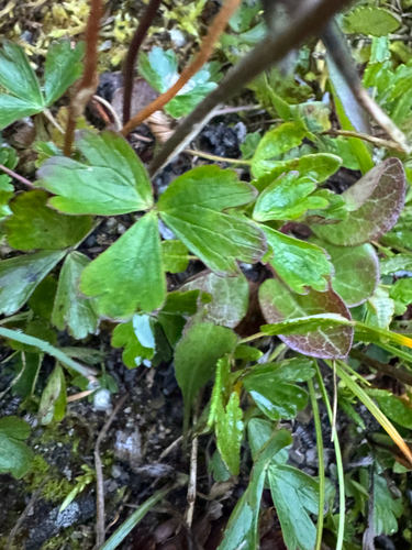 Anemone parviflora, photograph 5