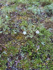 Anemone parviflora, photograph (c) Caleb Catto, some rights reserved (CC BY)