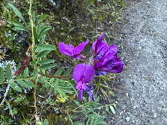Hedysarum boreale, photograph (c) Caleb Catto, some rights reserved (CC BY)