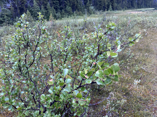Betula glandulosa, photograph 4