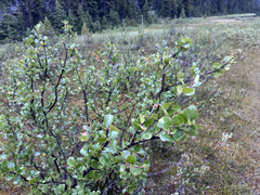 Betula glandulosa, photograph (c) Caleb Catto, some rights reserved (CC BY)