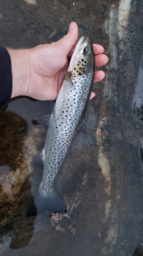Brown Trout
