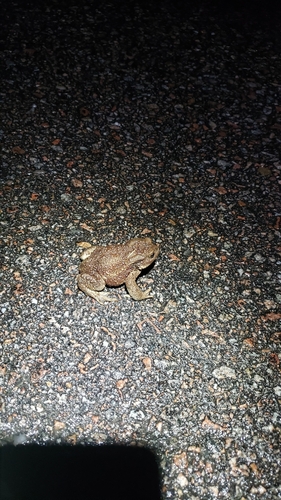 European Toad