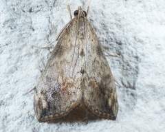 Evergestis rimosalis