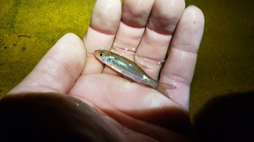 Common Dace