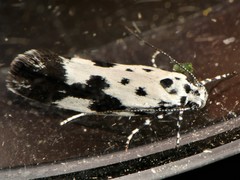 Ethmia quadrillella