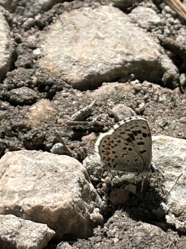 iNaturalist observation photo of Dotted Blue