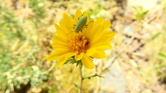 Grindelia pulchella