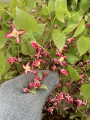 Epimedium