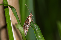 Agonopterix hypericella