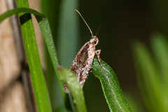 Agonopterix hypericella