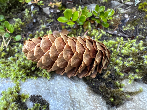 Picea engelmannii, photograph 5