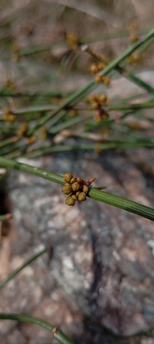 Ephedra tweedieana, photograph 3