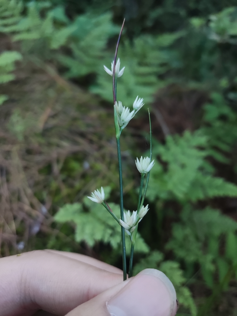 Juncus lancangensis
