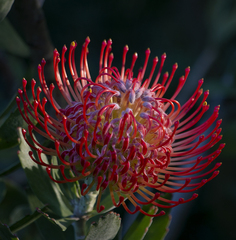 Leucospermum × hybridum