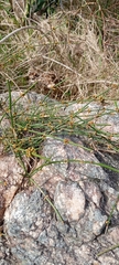 Ephedra tweedieana, photograph (c) Andres Cavallo, some rights reserved (CC BY)