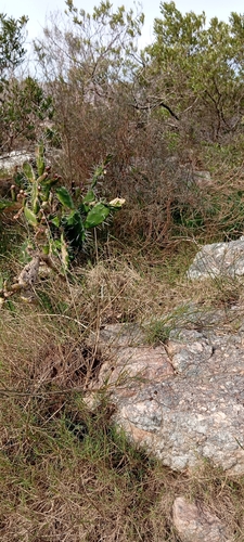 Ephedra tweedieana, photograph 5