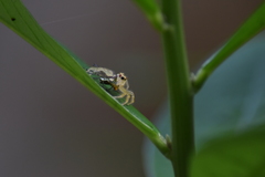 Telamonia dimidiata