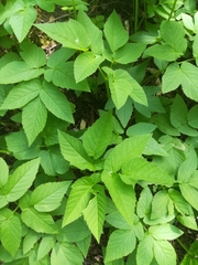 Aegopodium podagraria