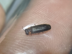 Luciola curtithorax