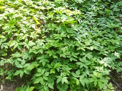 Aegopodium podagraria
