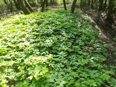 Aegopodium podagraria