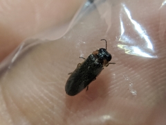Luciola curtithorax