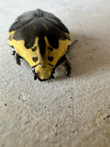 Harlequin Flower Beetle