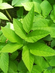 Aegopodium podagraria