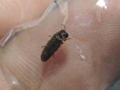 Luciola curtithorax