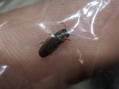 Luciola curtithorax