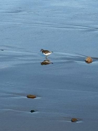 iNaturalist observation photo of Least Sandpiper