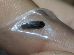 Luciola curtithorax