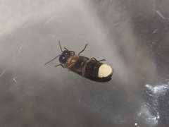 Luciola curtithorax
