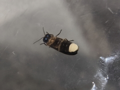 Luciola curtithorax