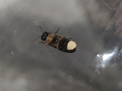 Luciola curtithorax