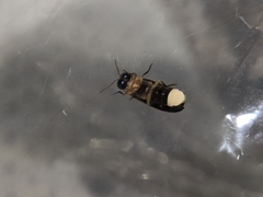 Luciola curtithorax