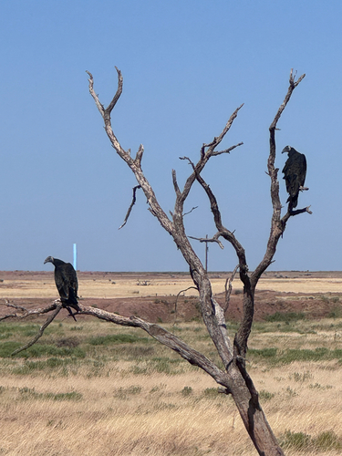 Turkey Vulture