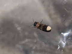 Luciola curtithorax