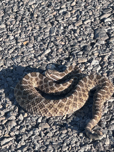 Western Massasauga